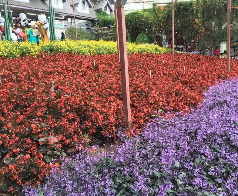 close view of the red begonia and purple lavender flower field