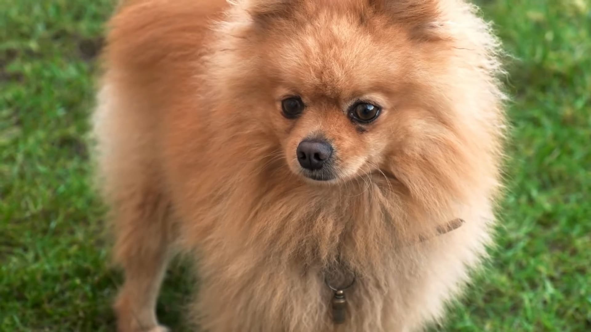 Do All Pomeranian Puppies Shed and How to Manage It? - Valerie Seow