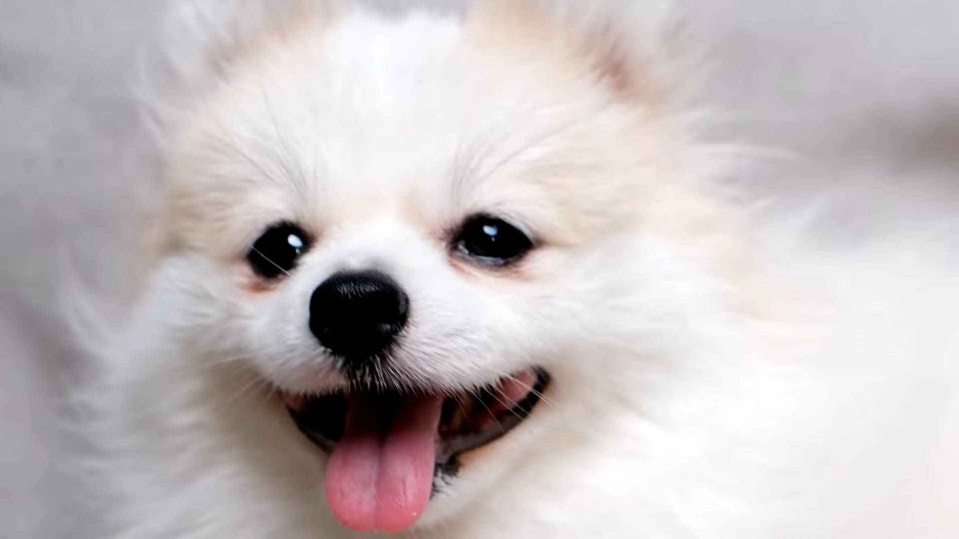 Do All Pomeranian Puppies Shed and How to Manage It? - Valerie Seow